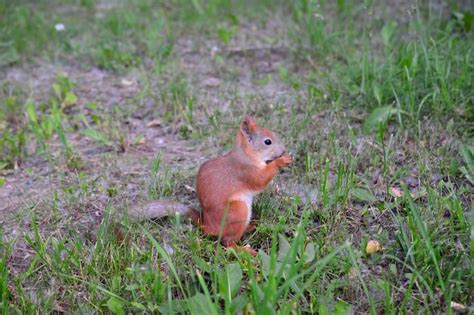 Premium Photo | Cute squirrel eating nuts in park, close-up