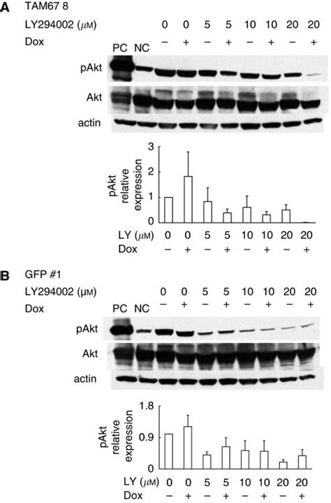 Effects On Pi3kakt Pathway Activation Of Ly294002 Tam67 And Their