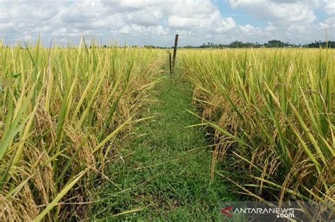 Atasi Stunting Kementan Perluas Tanam Padi Inpari Nutri Zinc ANTARA News