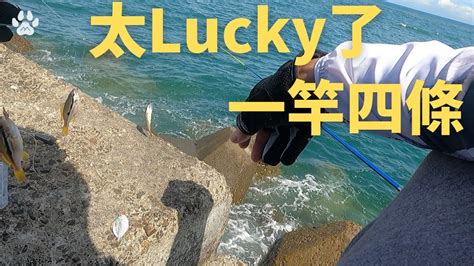 太lucky了一竿中四條魚 永安漁港山狗大釣魚遠投沉底fishing台湾釣り Youtube