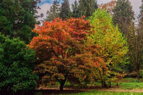 Batsford Parks England Trees Hd Wallpaper Rare Gallery