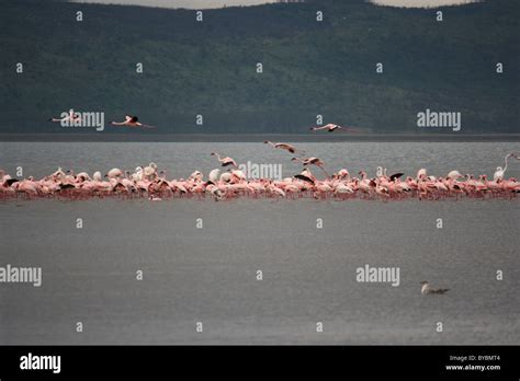 Pink Flamingos Lake Nakuru Kenya Stock Photo Alamy