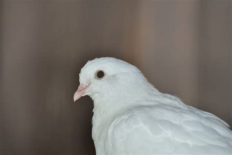 Fotos Gratis Pájaro Ala Blanco Pico Romántico Pluma Fauna