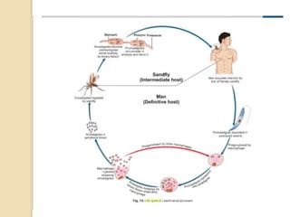 Leishmania Donovani: Morphology, Life Cycle, Pathogenesis,, 57% OFF