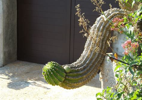 Dick Head Plant Telegraph