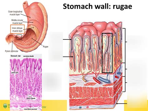 Diagram of LEC 18 Stomach wall rugae diagram | Quizlet