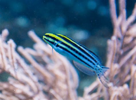 15+ Types Of Blennies (That You Can Keep In Your Tank) - AquariumStoreDepot