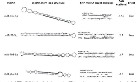 Figure From Tumor Promoting Function Of Single Nucleotide