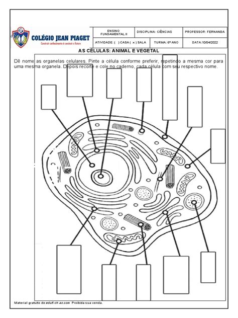 Atividade Células Animal e Vegetal Organelas | PDF