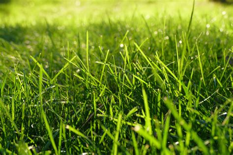 Fotos Gratis Naturaleza Césped Planta Prado Hoja Verano Verde Pastar Suelo Pradera