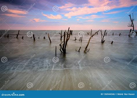 Mangrove Trees on the Beach at Sunset or Sunrise. Stock Photo - Image ...