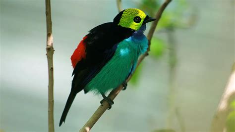 Paradise Tanager | The Animal Facts | Appearance, Diet, Habitat, Lifespan