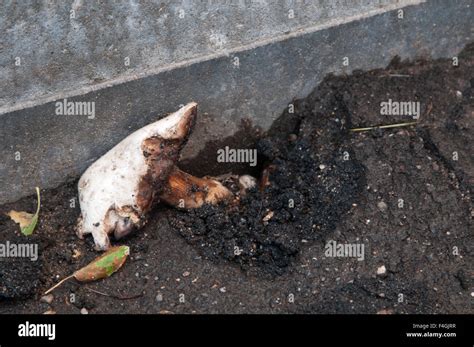 Mushroom Growing Through The Asphalt Close Up Shot Stock Photo Alamy