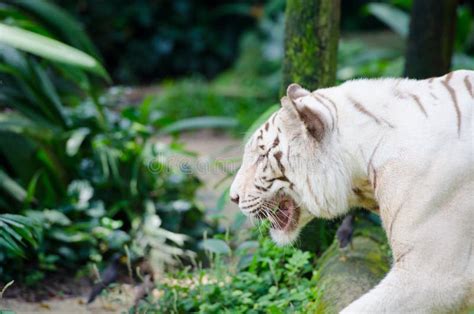 Tigre de Bengala blanco foto de archivo. Imagen de bestia - 27615580