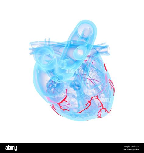 Coronary Blood Vessels Illustration Stock Photo Alamy