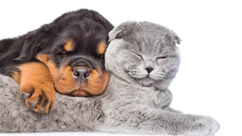 baby-animals-white-puppy-rottweiler-two-kitten-cat-dog-sleep-cute-pets ...