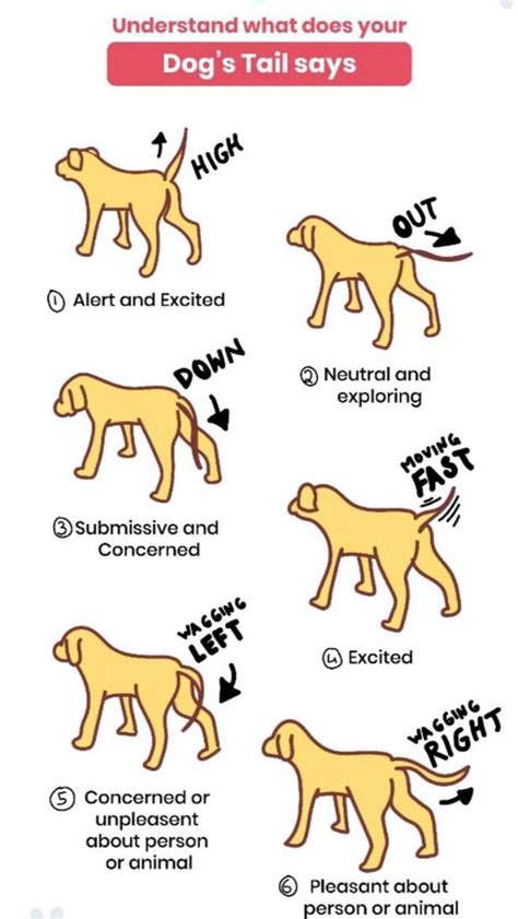 Dog tail language – Artofit