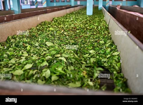 tea manufacturing  res stock photography  images alamy