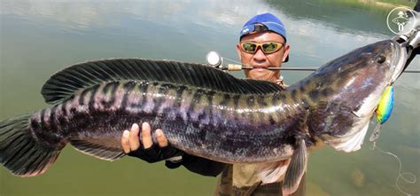 Poissons Trophée Pêcher en Thailande