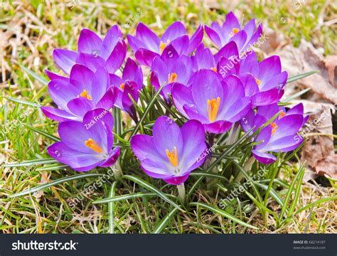 Purple Cluster Of Flowers Stock Photo Shutterstock