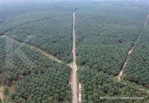 Penggunaan Lahan Usaha Perkebunan Kelapa Sawit Dibatasi Maksimal Seluas