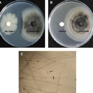 Antagonistic Activity Of Bacillus Subtilis Hk Csm On Mycelial Growth