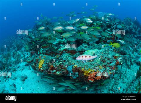 Coral reef pollution hi-res stock photography and images - Alamy