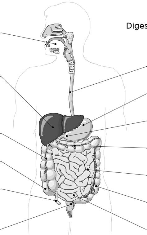 Digestive System Anatomy Diagram Quizlet