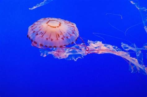 Cnidaria Pengertian Struktur Ciri Dan Klasifikasinya