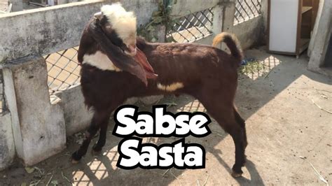 Sabse Sasta Hyderabadi Breeder Bakra In Hyderabad Hyderabadi Peeli