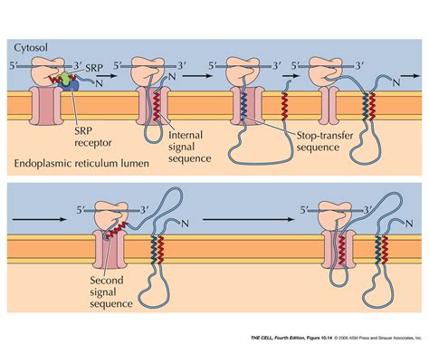 ER Golgi Lysosomes