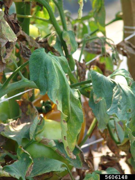 Verticillium Wilt Verticillium Dahliae Klebahn