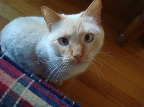 Hypoallergenic Cats That Don’t Shed (At Least Not As Much)