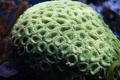 Gambar Struktur Bawah Air Hijau Batu Karang Akuarium Cnidaria