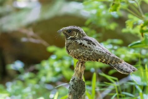 Wild Profile: Meet the whippoorwill - Cottage Life