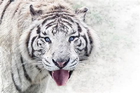 Tigre Branco Conhe A Seu Habitat E As Caracter Sticas Marcantes