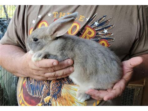 Flemish Giant Bunnies For Sale Richmond Bunnies For Sale Near Me