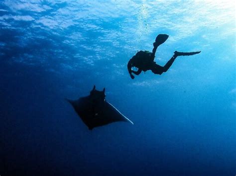 Centro De Buceo El Bajon La Restinga Atualizado O Que Saber