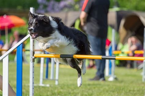 Cómo realizar un buen adiestramiento del Border Collie