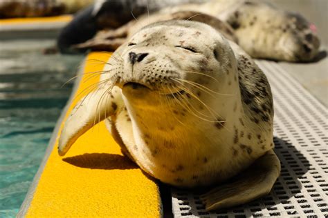 It's Baby Harbor Seal Season in Marin: Here's What You Should Do if You ...