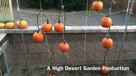 How To Grow And Trellis Pie Pumpkins YouTube