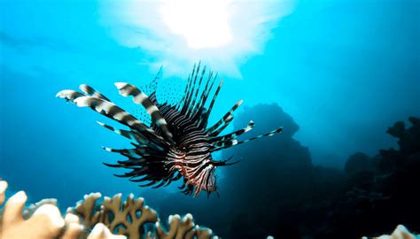 Does A Red Lionfish Have A Backbone Aquarium Sphere