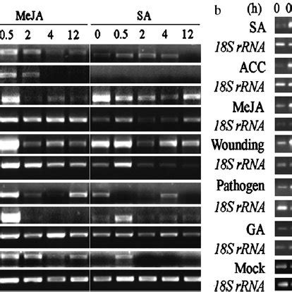 Expression Profiles Of OsWRKY Genes In Rice Leaves Under SA And MeJA