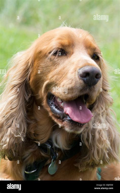 portrait  sprocker stock photo alamy