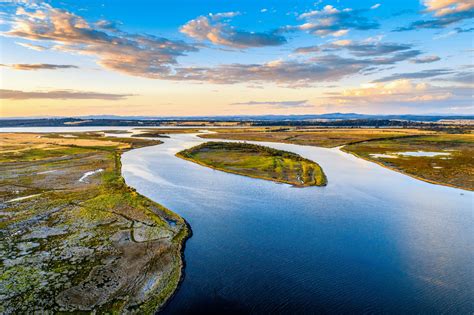 Invasive Species Are Transforming Coastal Estuaries