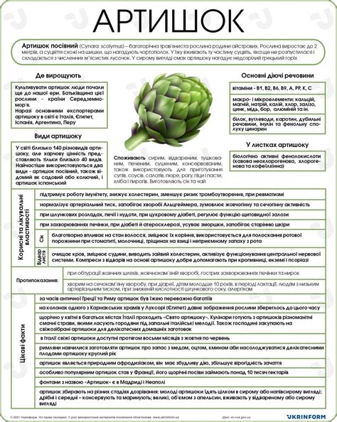 Корисні властивості артишоку