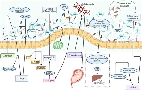 Frontiers The Hepatoprotective And Hepatotoxic Roles Of Sex And Sex