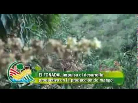 Fonadal En Miguillas Instala Planta Procesadora De Mango Youtube