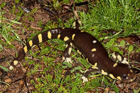 Tiger Salamander Habitat