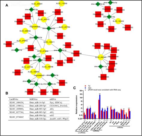 Frontiers Age Related Cerna Networks In Adult Drosophila Ageing